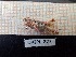  ( - ORTPL_827)  @11 [ ] CreativeCommons Attribution (2024) Dept Invertebrate Zoology and Hydrobiology, University of Lodz University of Lodz