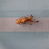  ( - ORTPL921a)  @11 [ ] CreativeCommons Attribution (2024) Dept Invertebrate Zoology and Hydrobiology, University of Lodz University of Lodz