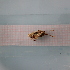  ( - ORTPL939)  @11 [ ] CreativeCommons Attribution (2024) Dept Invertebrate Zoology and Hydrobiology, University of Lodz University of Lodz