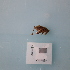  ( - ORTPL946)  @11 [ ] CreativeCommons Attribution (2024) Dept Invertebrate Zoology and Hydrobiology, University of Lodz University of Lodz