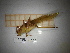  ( - ORTPL_1553)  @11 [ ] CreativeCommons Attribution (2106) Dept Invertebrate Zoology and Hydrobiology, University of Lodz University of Lodz