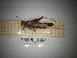  ( - ORTPL_1554)  @11 [ ] CreativeCommons Attribution (2107) Dept Invertebrate Zoology and Hydrobiology, University of Lodz University of Lodz
