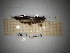  ( - ORTPL_1555)  @11 [ ] CreativeCommons Attribution (2108) Dept Invertebrate Zoology and Hydrobiology, University of Lodz University of Lodz