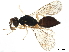  (Pnigalio MalaiseCDH6706 - BIOUG53779-D11)  @15 [ ] CreativeCommons - Attribution (2020) CBG Photography Group Centre for Biodiversity Genomics