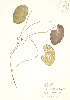  (Brasenia - PHK 027)  @11 [ ] Copyright (2009) Unspecified University of Guelph BIO Herbarium