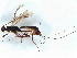  (Notiospathius Malaise6061 - BIOUG61597-D06)  @11 [ ] CreativeCommons - Attribution (2022) CBG Photography Group Centre for Biodiversity Genomics