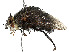  ( - BIOUG58096-G06)  @11 [ ] CreativeCommons - Attribution Share - Alike (2023) CBG Photography Group Centre for Biodiversity Genomics