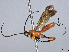  (Alabagrus mariaheikkilae - BIOUG59913-E06)  @11 [ ] CreativeCommons - Attribution (2021) CBG Photography Group Centre for Biodiversity Genomics