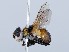  ( - ZMUO.065638)  @11 [ ] by-nc (2023) Marko Mutanen University of Oulu