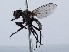  ( - ZMUO.066336)  @11 [ ] by-nc (2023) Marko Mutanen University of Oulu