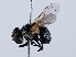  ( - ZMUO.066380)  @11 [ ] by-nc (2023) Marko Mutanen University of Oulu