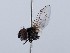  ( - ZMUO.066386)  @11 [ ] by-nc (2023) Marko Mutanen University of Oulu