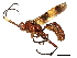  (Coelichneumon Malaise3009 - BIOUG52690-D07)  @15 [ ] CreativeCommons - Attribution (2020) CBG Photography Group Centre for Biodiversity Genomics