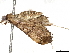  (Blepharomastix BioLep4622 - BIOUG52710-F01)  @13 [ ] CreativeCommons - Attribution (2020) CBG Photography Group Centre for Biodiversity Genomics