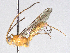 ( - BIOUG52729-A05)  @11 [ ] CreativeCommons - Attribution (2021) CBG Photography Group Centre for Biodiversity Genomics