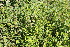  (Poikilacanthus glandulosus - IBO-DEMATT-01)  @11 [ ] Copyright (2014) IBONE IBONE