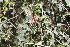  (Dolichandra cynanchioides - IBO-DEMATT-05)  @11 [ ] Copyright (2014) IBONE IBONE