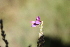  (Desmodium cuneatum - IBO-DEMATT-14)  @11 [ ] Copyright (2014) IBONE IBONE