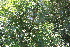  (Paullinia elegans - IBO-DEMATT-29)  @11 [ ] Copyright (2014) IBONE IBONE