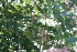  ( - IBO-DEMATT-29)  @11 [ ] Copyright (2014) IBONE IBONE