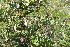  (Acacia bonariensis - IBO-DEMATT-31)  @11 [ ] Copyright (2014) IBONE IBONE