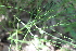  ( - IBO-DEMATT-39)  @11 [ ] Copyright (2014) IBONE IBONE