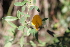  ( - IBO-DEMATT-40)  @11 [ ] Copyright (2014) IBONE IBONE