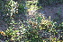  (Salvia nervosa - IBO-DEMATT-44)  @11 [ ] Copyright (2014) IBONE IBONE