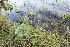  (Dicliptera squarrosa - IBO-DEMATT-52)  @11 [ ] Copyright (2014) IBONE IBONE