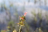  ( - IBO-DEMATT-52)  @11 [ ] Copyright (2014) IBONE IBONE