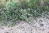  ( - IBO-DEMATT-56)  @11 [ ] Copyright (2014) IBONE IBONE