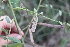  (Sesbania virgata - IBO-DEMATT-56)  @11 [ ] Copyright (2014) IBONE IBONE