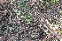  (Borreria - IBO-DEMATT-62)  @11 [ ] Copyright (2014) IBONE IBONE