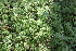  ( - IBO-DEMATT-72)  @11 [ ] Copyright (2014) IBONE IBONE