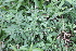  ( - IBO-DEMATT-73)  @11 [ ] Copyright (2014) IBONE IBONE