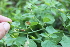  ( - IBO-DEMATT-75)  @11 [ ] Copyright (2014) IBONE IBONE