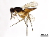  (Elasmus elasmuMalaise0373 - BIOUG54122-F10)  @14 [ ] CreativeCommons - Attribution (2020) CBG Photography Group Centre for Biodiversity Genomics