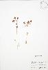  ( - BAR192)  @11 [ ] Copyright (2009) Unspecified University of Guelph BIO Herbarium