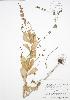  ( - BAR213)  @11 [ ] Copyright (2009) Unspecified University of Guelph BIO Herbarium