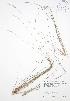  ( - BAR236)  @11 [ ] Copyright (2009) Unspecified University of Guelph BIO Herbarium