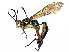  (Coelichneumon Malaise9773 - BIOUG53722-B02)  @15 [ ] CreativeCommons - Attribution (2020) CBG Photography Group Centre for Biodiversity Genomics