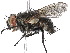  (Aplomyopsis - BIOUG53697-H05)  @14 [ ] CreativeCommons - Attribution (2020) CBG Photography Group Centre for Biodiversity Genomics