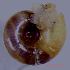  ( - AE_PUR_MR1)  @11 [ ] CCA (2024) University of Lodz Dept of Invertebrate Zoology and Hydrobiology, University of Lodz