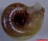 ( - AE_PUR_MR2)  @11 [ ] CCA (2024) University of Lodz Dept of Invertebrate Zoology and Hydrobiology, University of Lodz