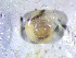  ( - APUR_NW(1))  @11 [ ] CreativeCommons Attribution (2024) Dept of Invertebrate Zoology and Hydrobiology University of Lodz