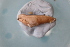 ( - DERO_PP02_M30(1))  @11 [ ] CreativeCommons Attribution (2024) Dept of Invertebrate Zoology and Hydrobiology University of Lodz