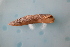  ( - LFLAV_1210(2))  @11 [ ] CreativeCommons Attribution (2024) Dept of Invertebrate Zoology and Hydrobiology University of Lodz