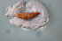 ( - MATE_1210(2))  @11 [ ] CreativeCommons Attribution (2024) Dept of Invertebrate Zoology and Hydrobiology University of Lodz