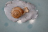  ( - MON_1210(2))  @11 [ ] CreativeCommons Attribution (2024) Dept of Invertebrate Zoology and Hydrobiology University of Lodz