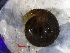  (Pseudotrichia rubiginosa - PRUB_1)  @11 [ ] CreativeCommons Attribution (2024) Dept of Invertebrate Zoology and Hydrobiology University of Lodz